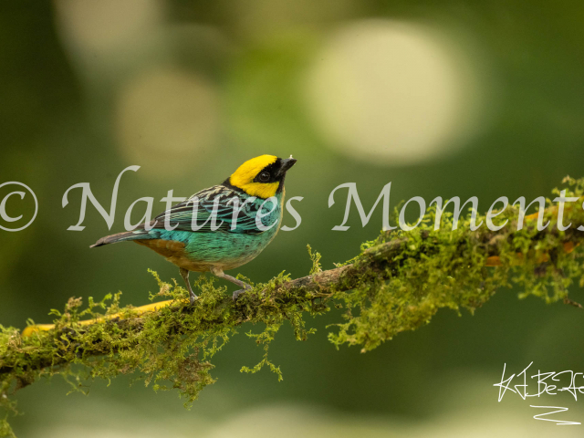 Saffron-crowned Tanager, San Felipe Birding