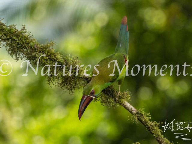 Crimson-rumped Toucanet, Looking Down