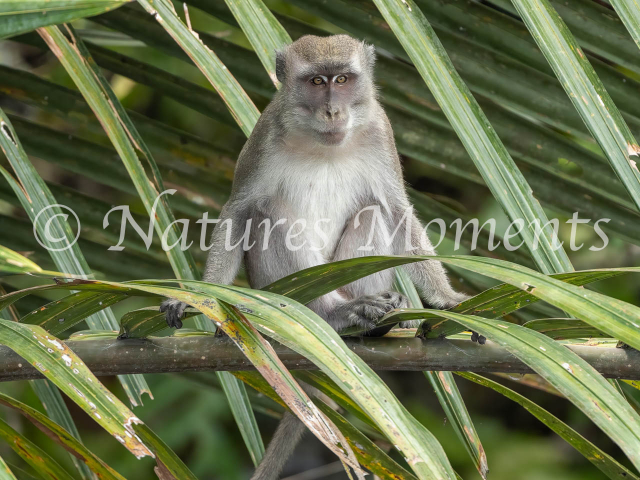 Long Tailed Macaque, Kalimantan