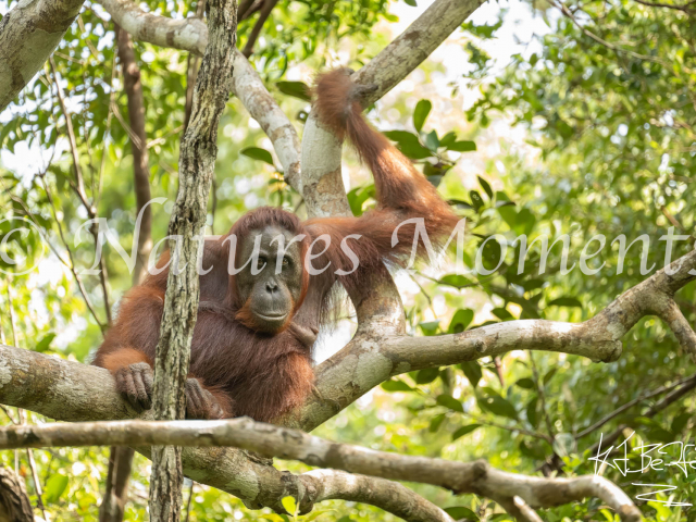 Wild Male Orangutan, Tanjung Harapan