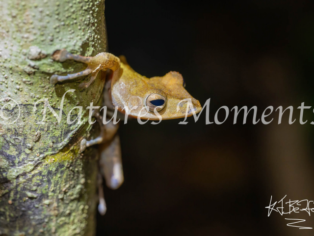 Collett&#039;s Tree Frog, Tanjung Puting NP