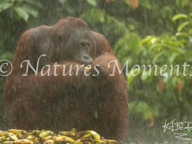 Large Male Orangutan on the Platform, Camp Leakey