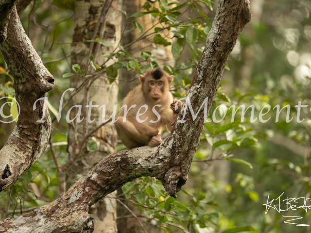 Pig-tailed Macaque, Tanjung Puting NP