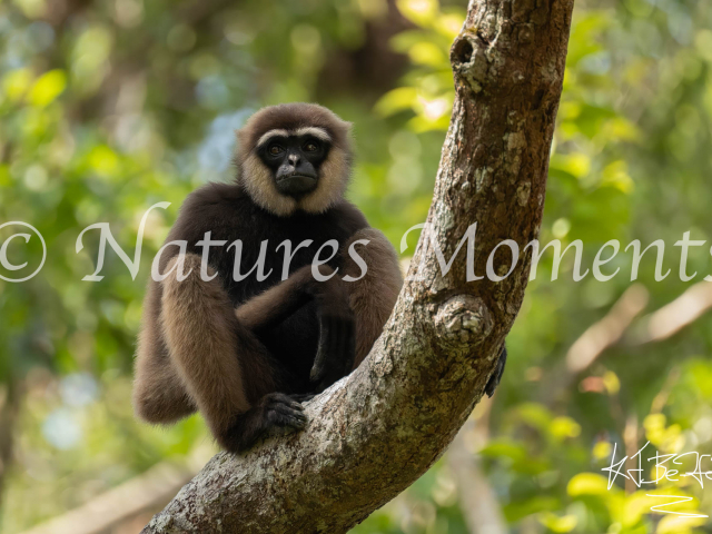 Agile Gibbon, Camp Leakey