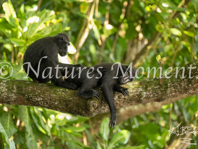 Crested Black Macaque - Groom Time