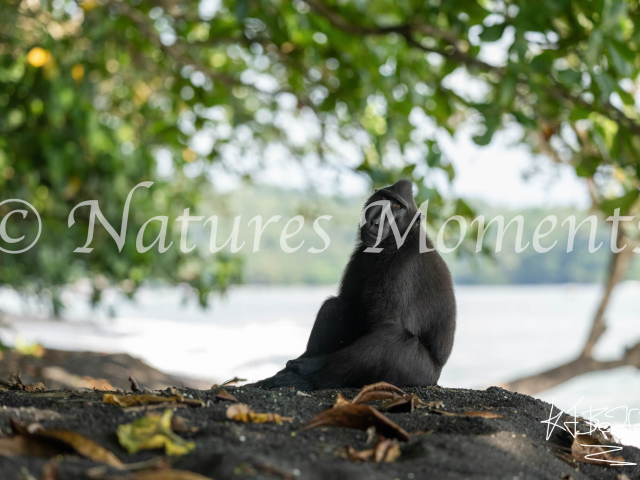 Crested Black Macaque - Chilling