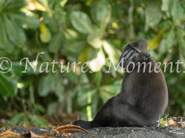 Crested Black Macaque - Resting in the Heat