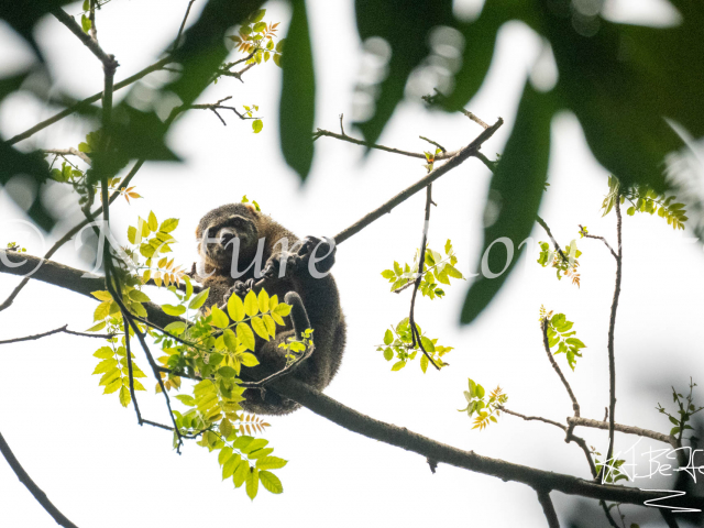 Sulawesi Bear Cuscus, Tangkoko Duasudara Nature Reserve