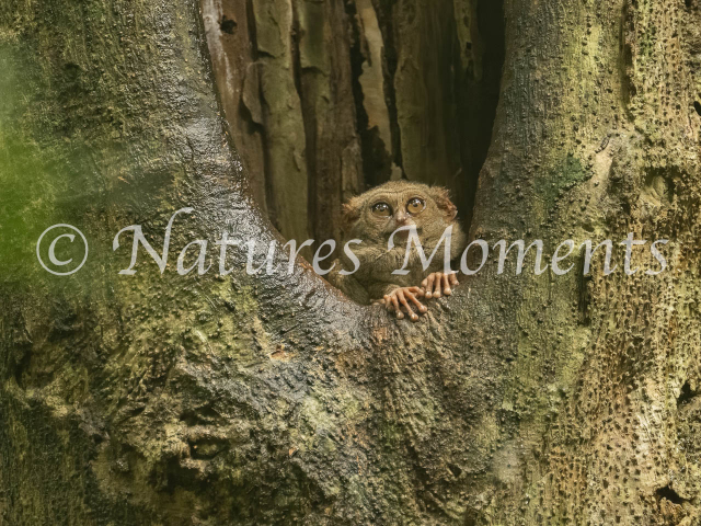 Spectral Tarsier, Check Out the Photographer