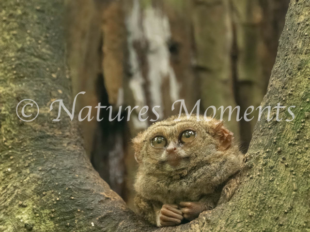 Spectral Tarsier, Resting