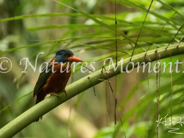 Green-backed Kingfisher, Resting on a Fern