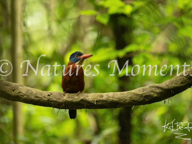 Green-backed Kingfisher, Tangkoko Duasudara Nature Reserve