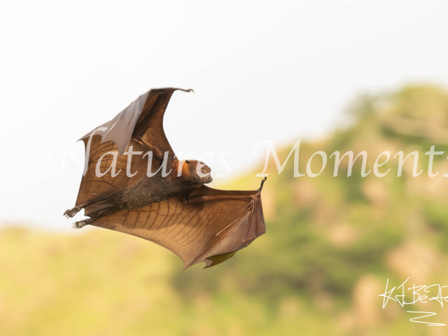 Flying Foxes, Komodo Island