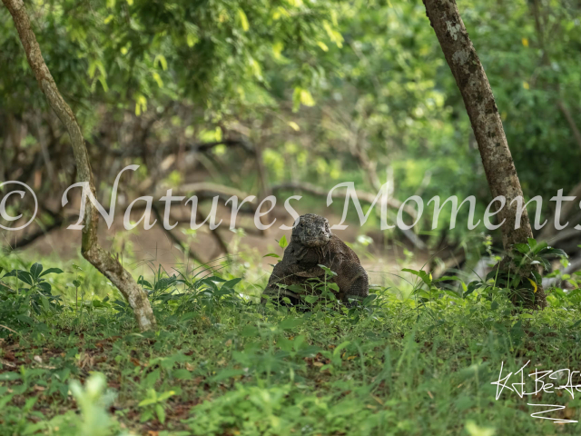 Komodo Dragon, Out of the Forest