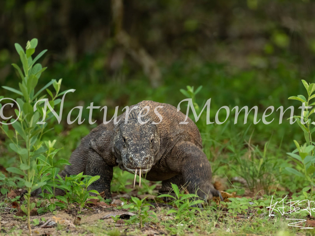 Komodo Dragon, Komodo Island