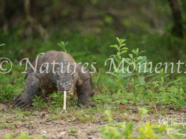 Komodo Dragon, Forked Tongue