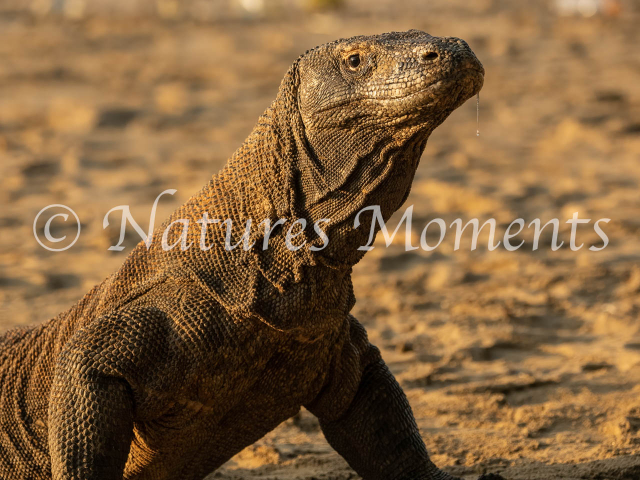 Komodo Dragon, Watch the Saliva