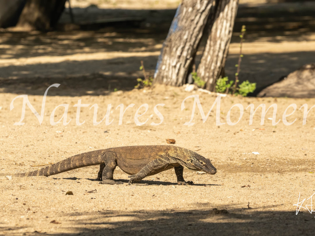 Komodo Dragon, Young Dragon