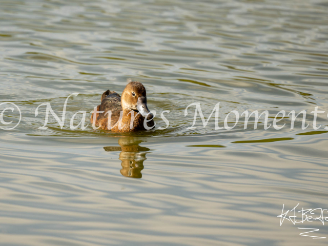 Rosy-billed Pochard, Buenos Aires