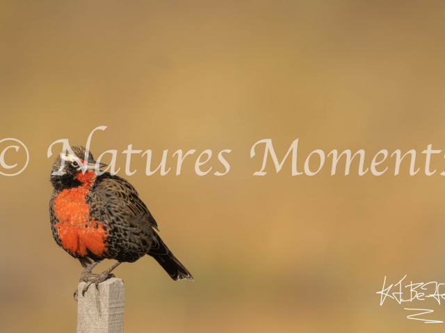 Long-tailed Meadowlark, Los Glaciares National Park