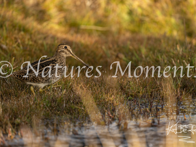 Magellanic Snipe,  Los Glaciares National Park