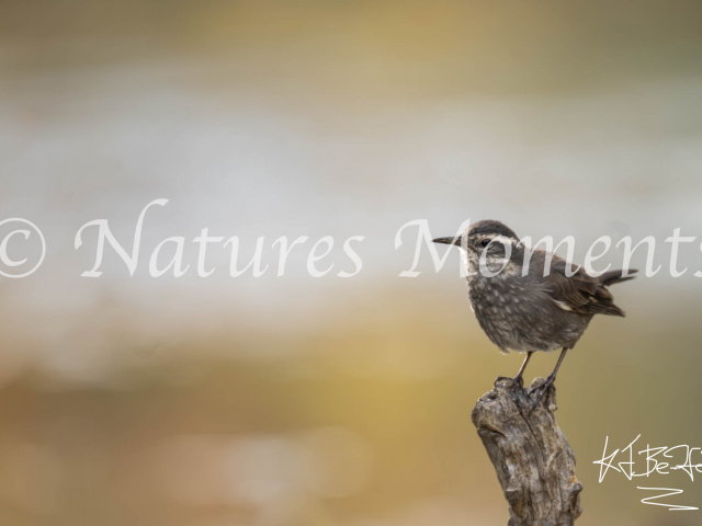 Dark-bellied Cinclodes, Los Glaciares National Park