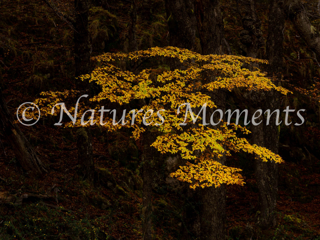 Golden Tree, Los Glaciares National Park