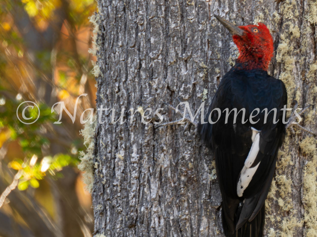 Magellanic Woodpecker, Perito Moreno Glacier