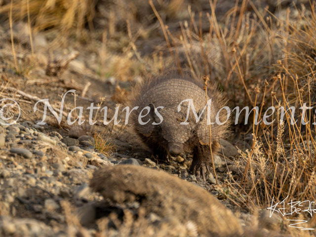 Hairy Armadillo, Rio Gallegos, Argentina