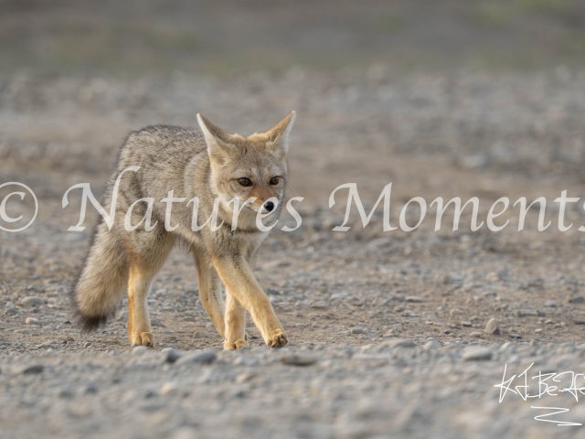 Walking Andean Fox, Torres Del Paine, Chile