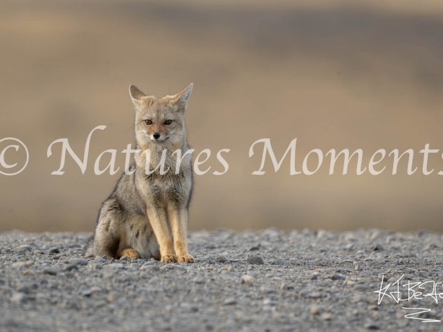 Siting Andean Fox, Torres Del Paine, Chile