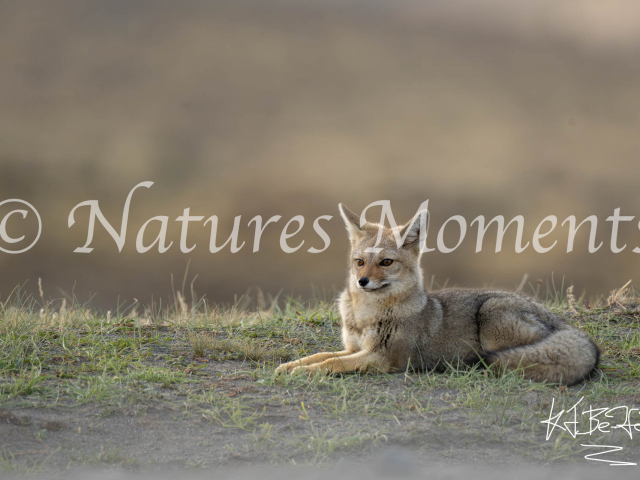 Resting Andean Fox, Torres Del Paine, Chile