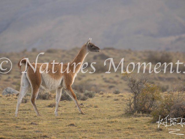 Guanaco, Lago del Toro