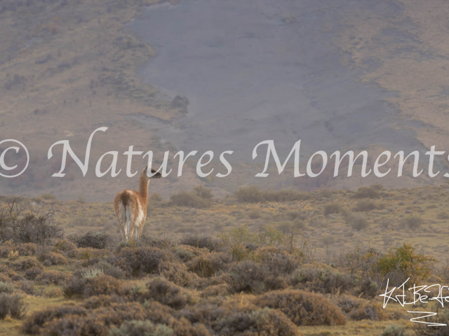 Guanaco in the Landscape, Lago del Toro