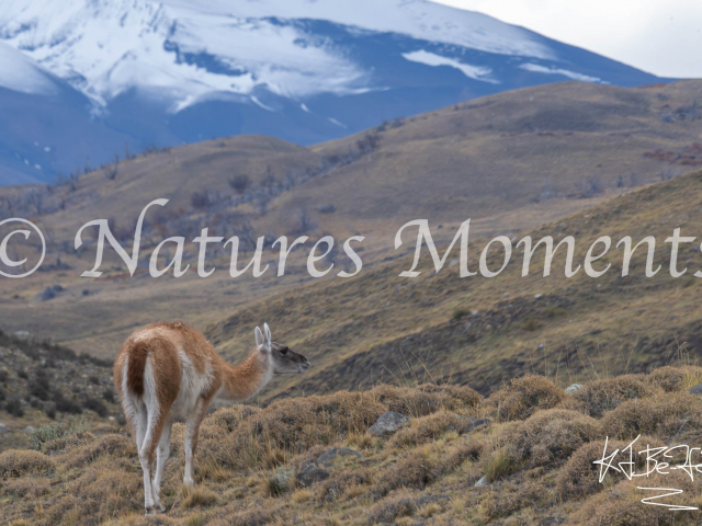 Guanaco, Torres Del Paine