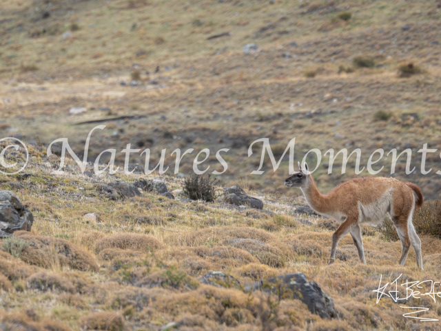 Guanaco II, Torres Del Paine