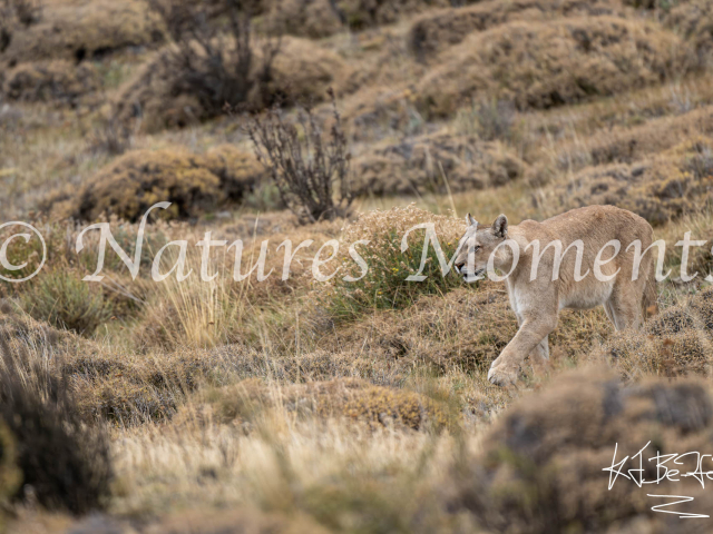 Puma, Torres Del Paine