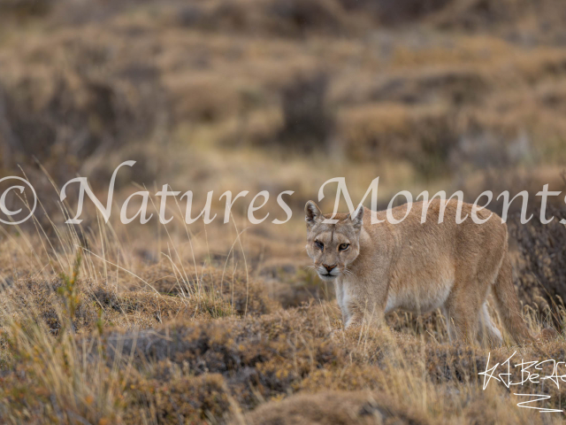 Puma II, Torres Del Paine