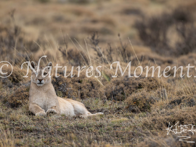 Resting Puma, Torres Del Paine