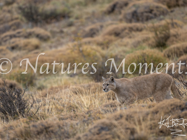 Puma Walk, Torres Del Paine