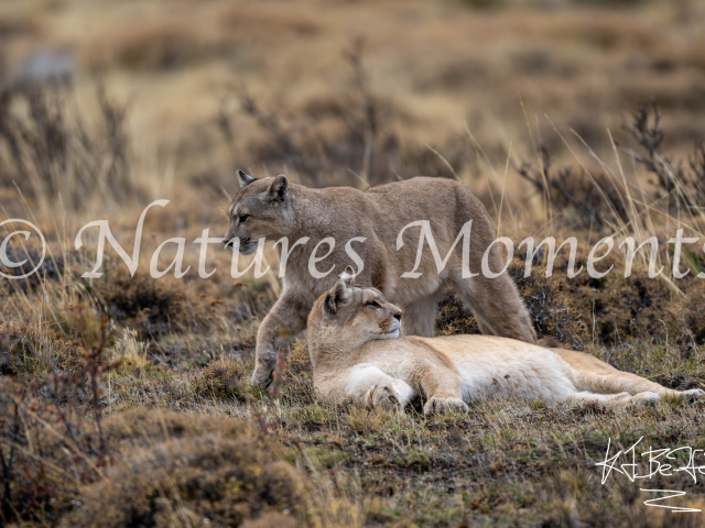 Puma Meeting, Torres Del Paine