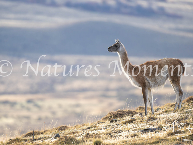 Guanaco III, Torres Del Paine