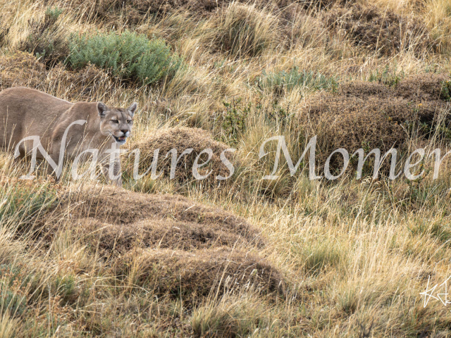 Puma III, Torres Del Paine