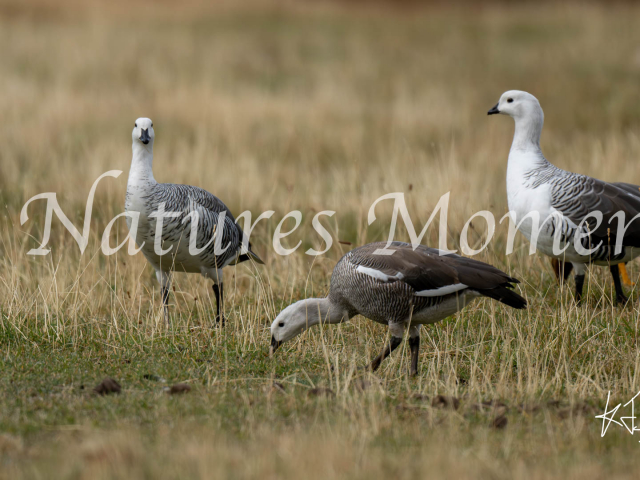 Upland Geese, Laguna Azul