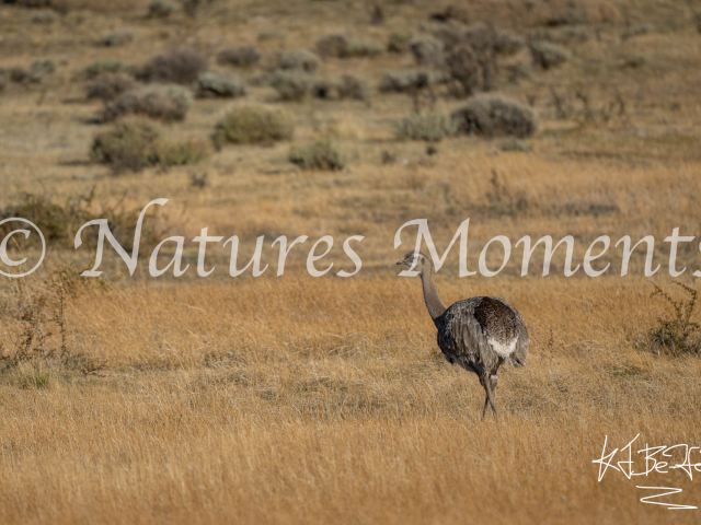 Lesser Rhea, Torres Del Paine