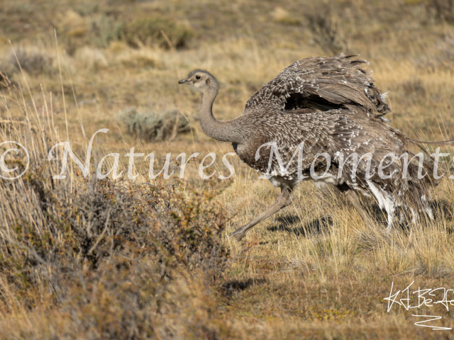 Running Lesser Rhea, Torres Del Paine