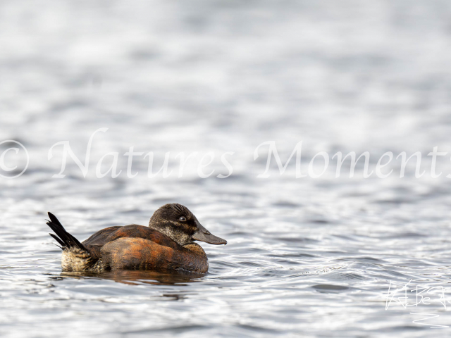 Andean Duck, Torres Del Paine