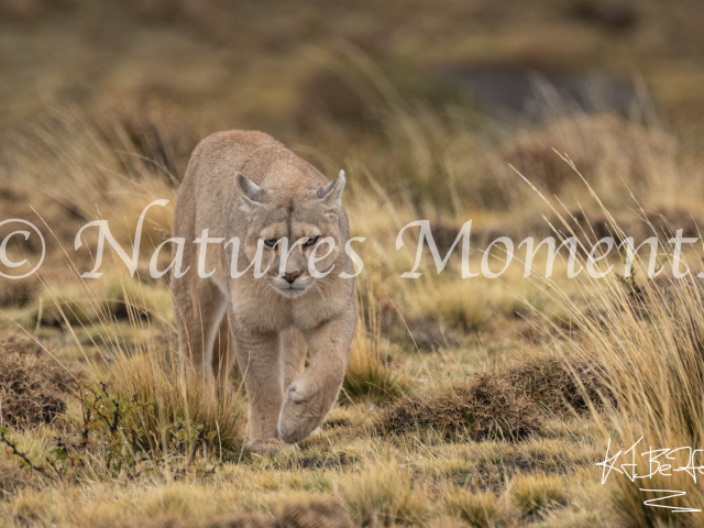 Puma Staulking, Torres Del Paine