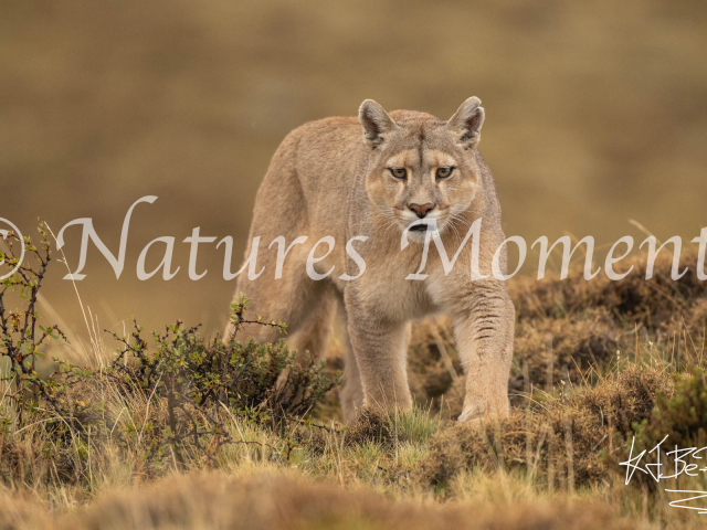 Puma Looking at You, Torres Del Paine