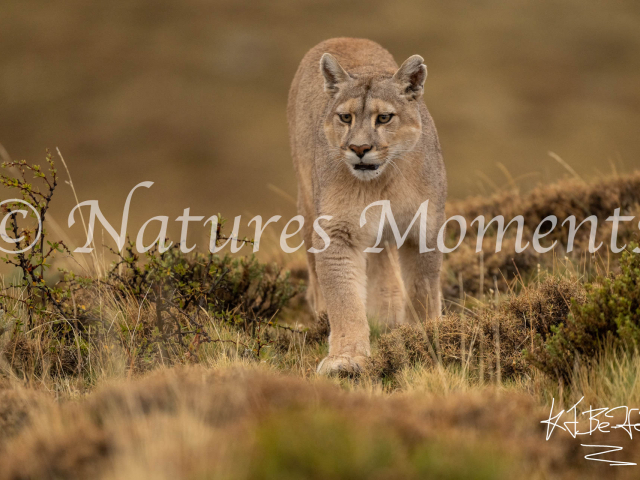 Puma Walk the Walk, Torres Del Paine